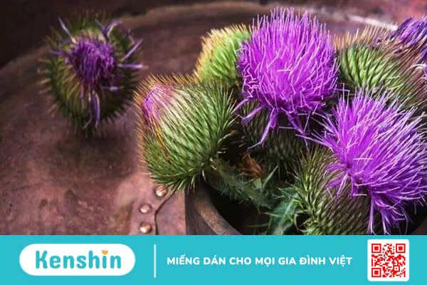 Milk Thistle (Kế sữa) có thể dùng để giảm cân không?