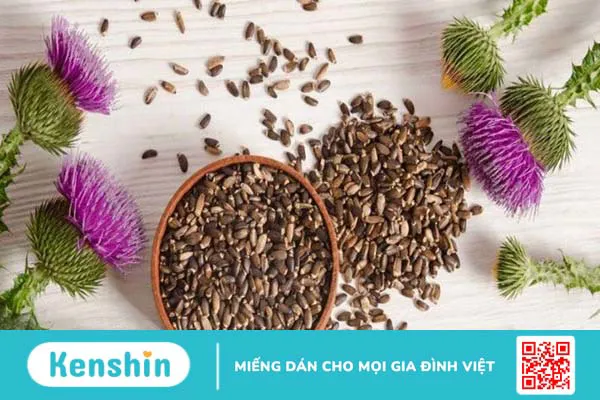 Milk Thistle (Kế sữa) là gì?Những lợi ích của Milk Thistle (kế sữa) đối với sức khoẻ