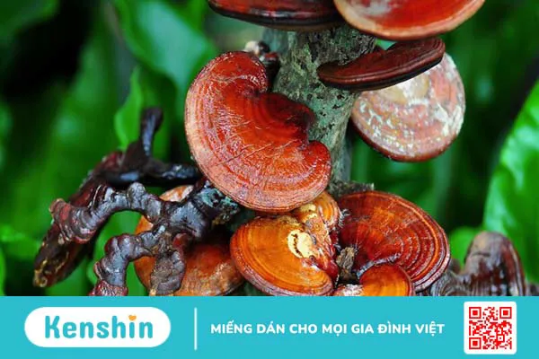 Nấm linh chi có tác dụng gì? 7 tác dụng của nấm linh chi trong y học