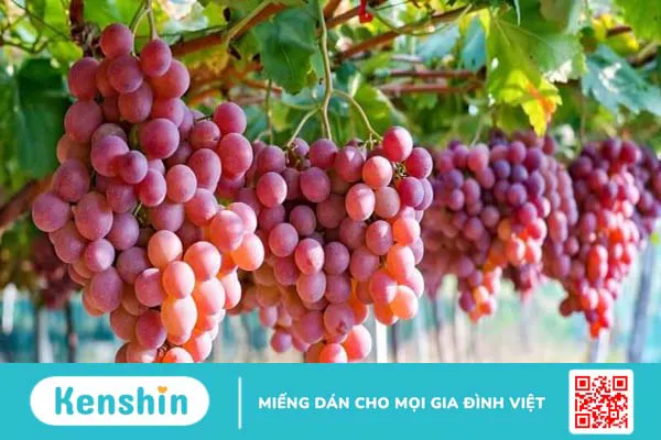 Nho bao nhiêu calo? Ăn nho có béo không? Cách ăn nho giảm cân và lưu ý