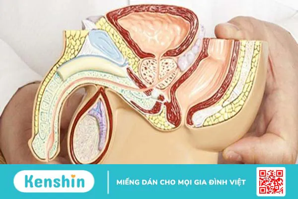 Phì đại tuyến tiền liệt nên ăn gì? Xem ngay 11 loại thức ăn sau