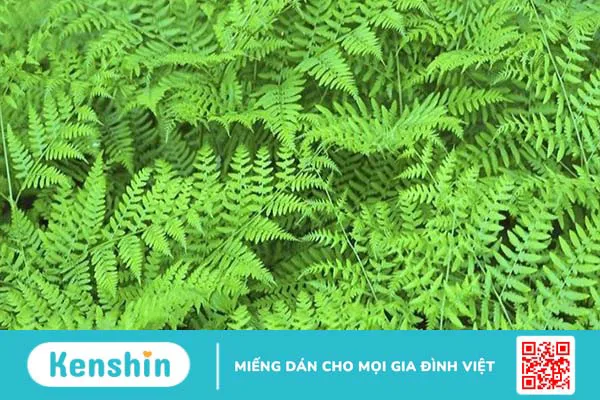 Polypodium leucotomos là gì? Lợi ích sức khỏe và tác dụng phụ