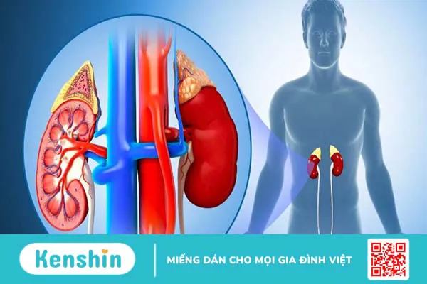 Râu ngô có tác dụng gì? 11 tác dụng của râu ngô khiến bạn bất ngờ