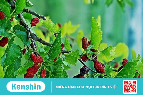 Thành phần dinh dưỡng và lợi ích sức khỏe của dâu tằm