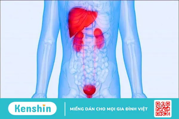 Vị trí thận nằm ở đâu trong cơ thể? Cấu tạo và chức năng của thận