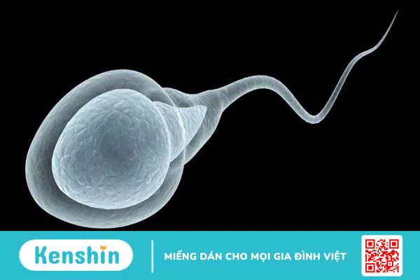 Xét nghiệm tinh dịch đồ là gì? Phân tích kết quả xét nghiệm – Xem ngay